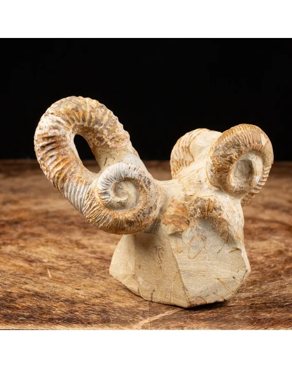 Nostoceras Malagasyense