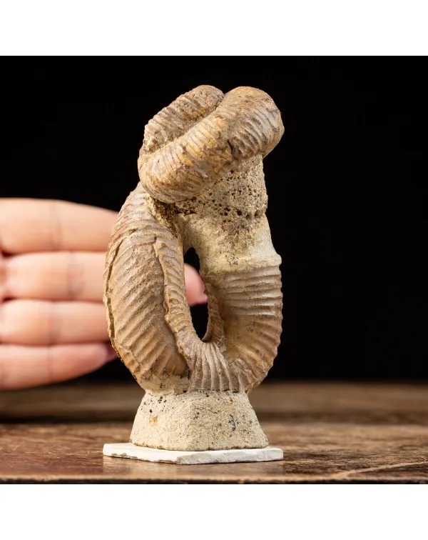 Ammonite Nostoceras Malagasyense