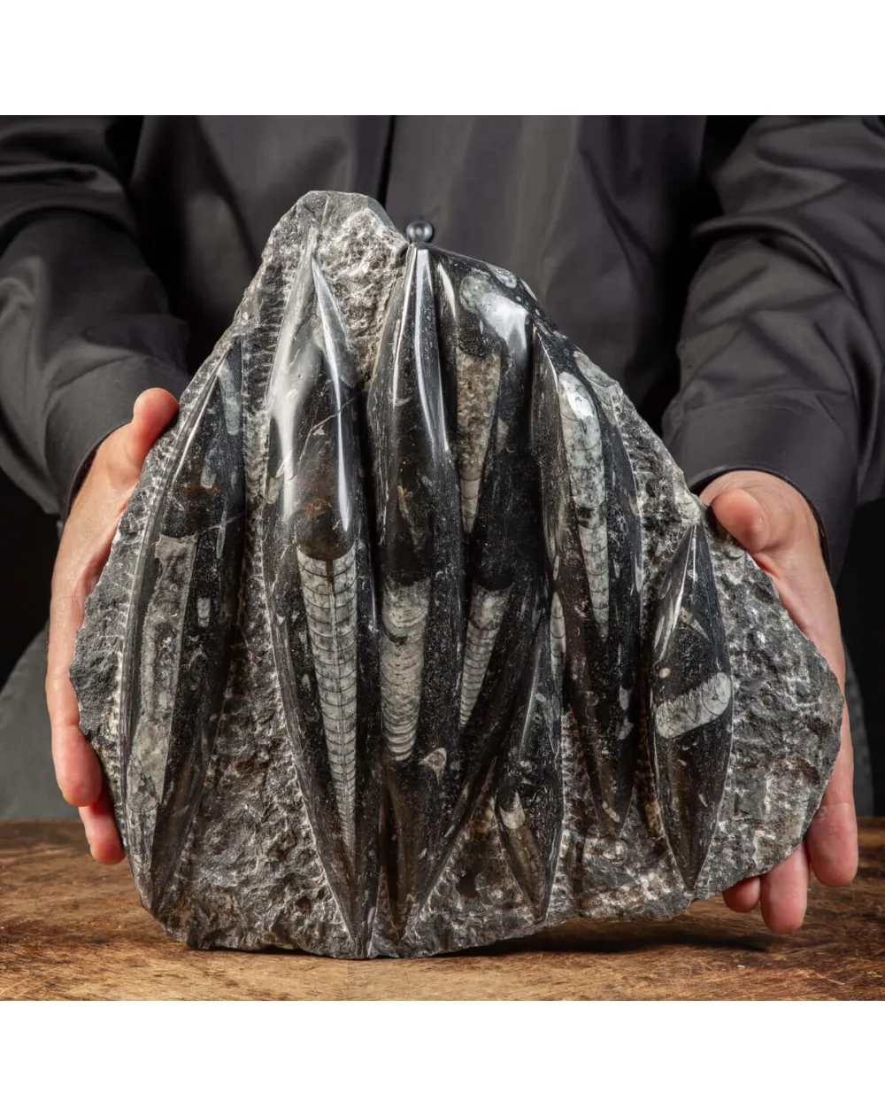 Lastra con Orthoceras Fossili