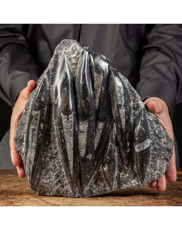 Lastra con Orthoceras Fossili