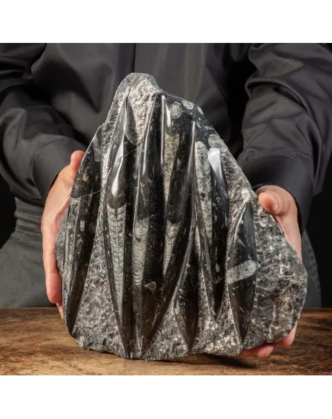 Lastra con Orthoceras Fossili