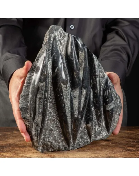 Lastra con Orthoceras Fossili
