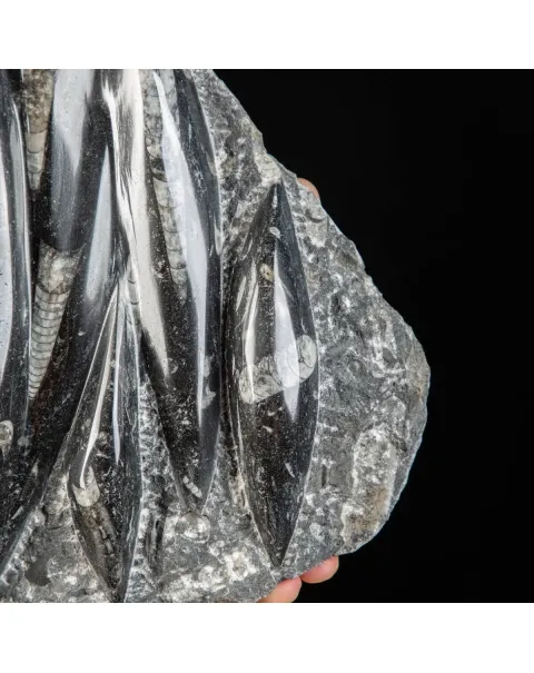 Lastra con Orthoceras Fossili