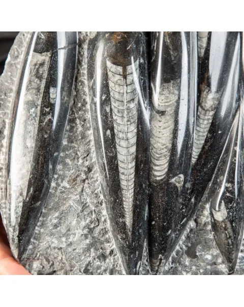 Lastra con Orthoceras Fossili