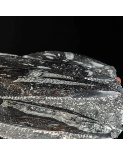 Lastra con Orthoceras Fossili