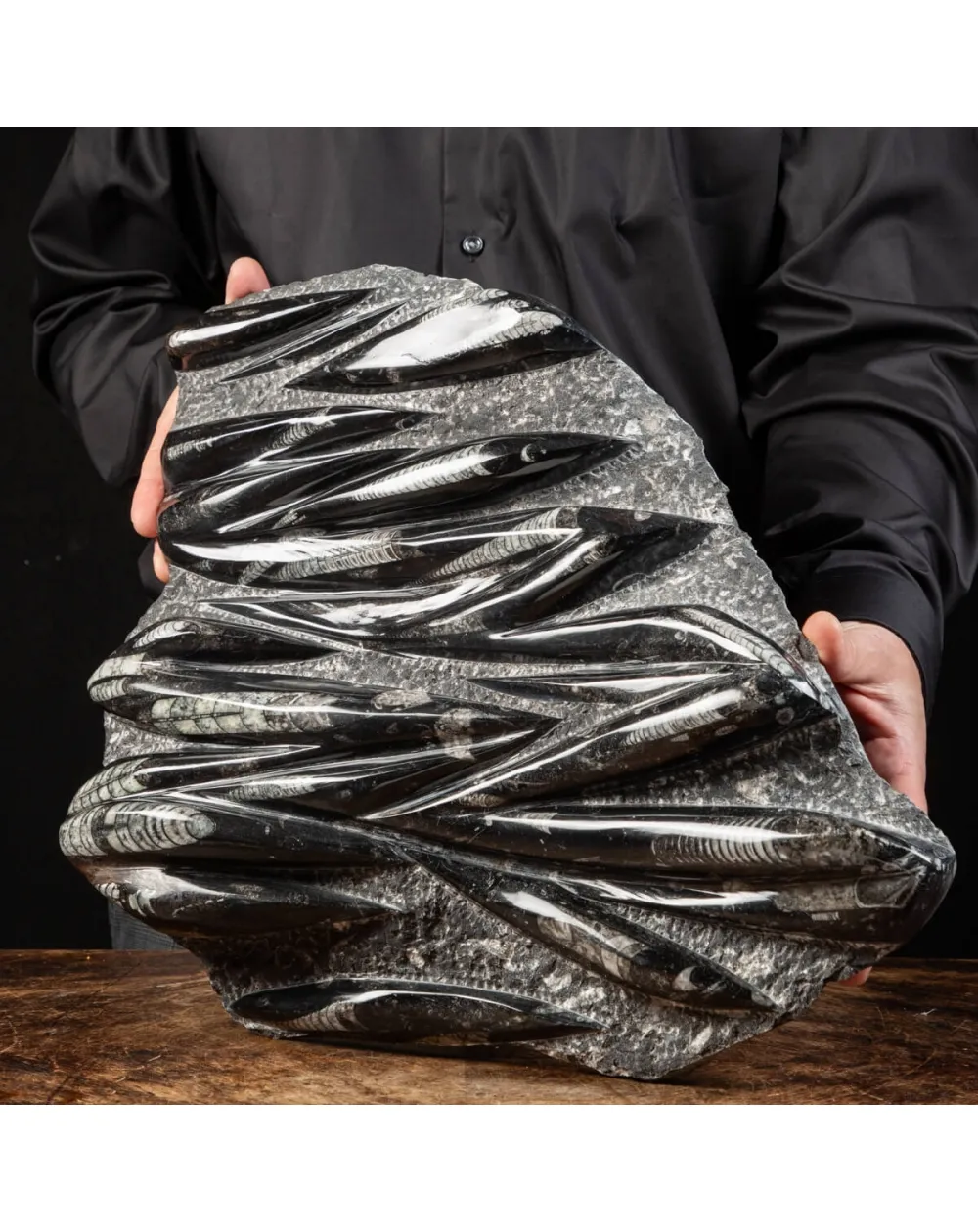 Lastra con Orthoceras Fossili