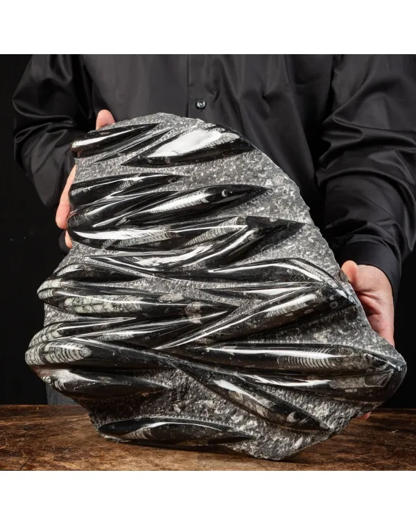 Lastra con Orthoceras Fossili