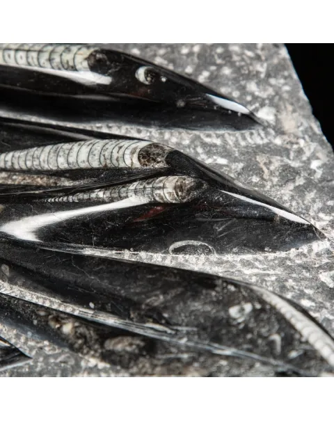 Lastra con Orthoceras Fossili