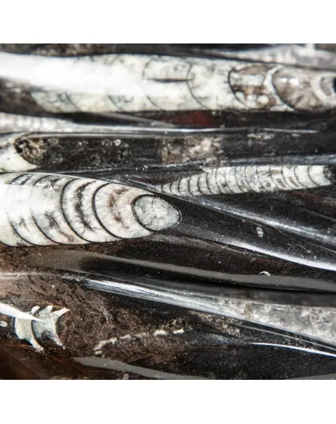 Lastra con Orthoceras Fossili