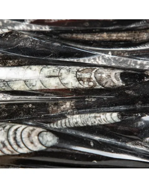 Lastra con Orthoceras Fossili