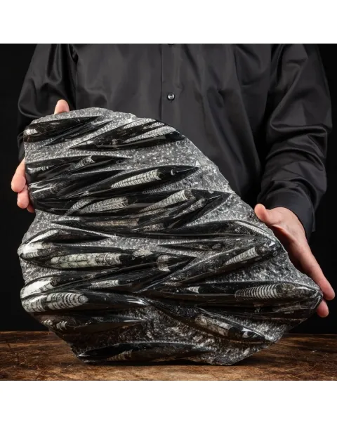 Lastra con Orthoceras Fossili