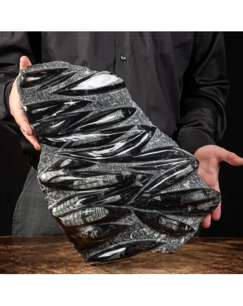 Lastra con Orthoceras Fossili
