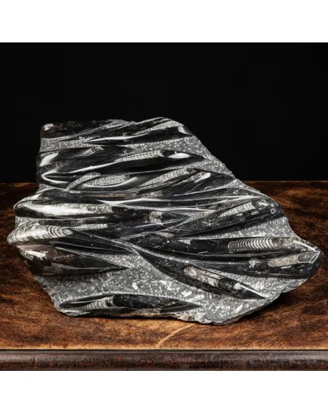 Lastra con Orthoceras Fossili