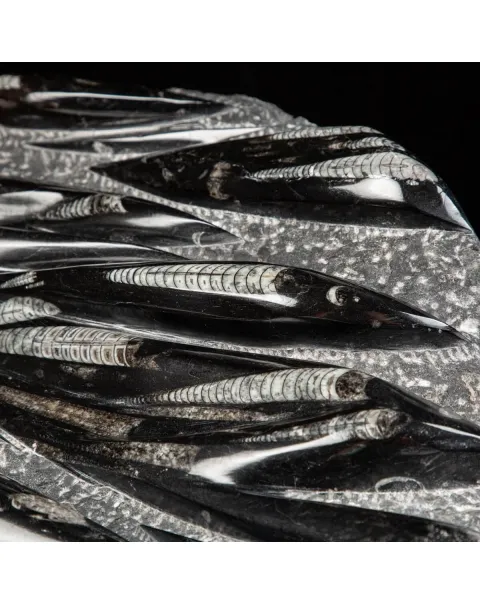 Lastra con Orthoceras Fossili