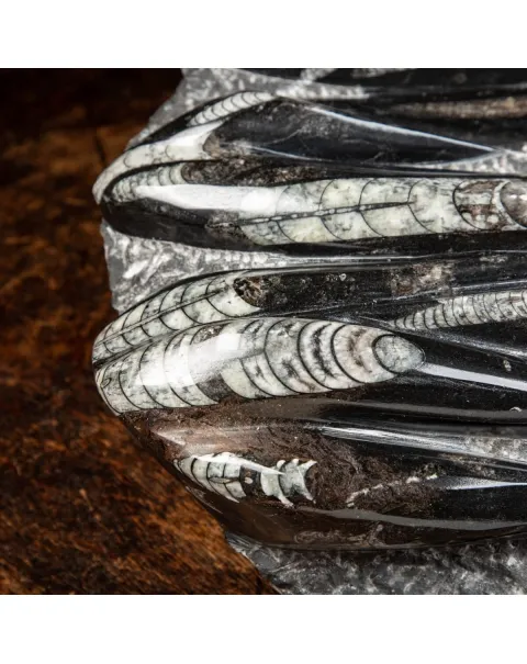 Lastra con Orthoceras Fossili