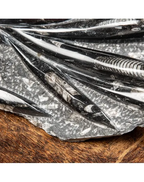 Lastra con Orthoceras Fossili