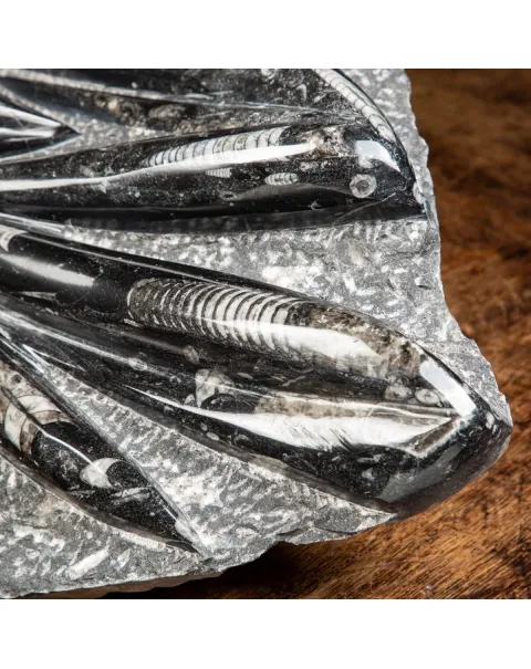 Lastra con Orthoceras Fossili