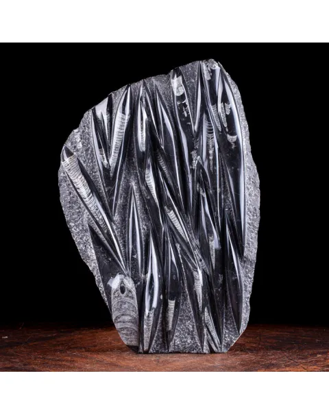 Lastra Fossile di Matrice con Orthoceras Levigati e Lucidati.