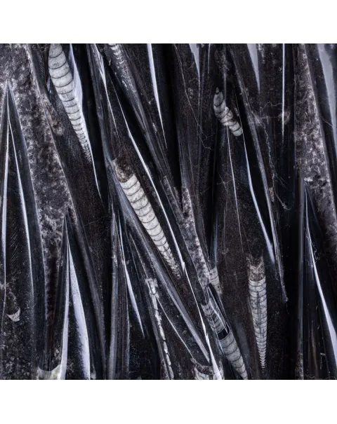 Lastra Fossile di Matrice con Orthoceras Levigati e Lucidati.