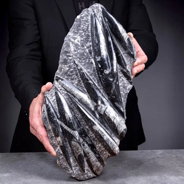Lastra con fossili di Orthoceras – Ordoviciano, Marocco