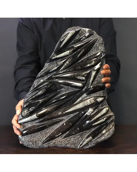 Lastra con Orthoceras Fossili