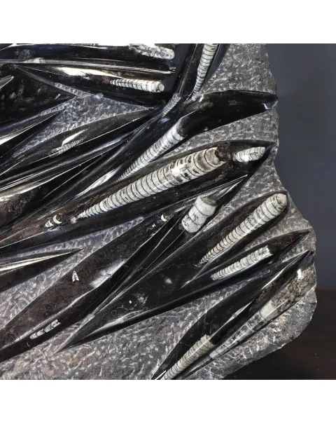 Lastra con Orthoceras Fossili
