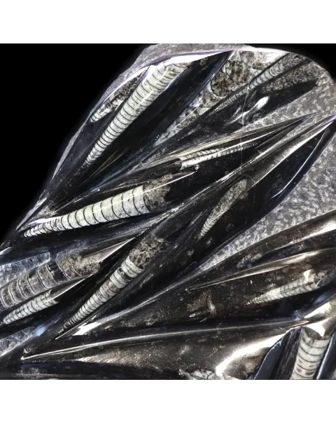 Lastra con Orthoceras Fossili