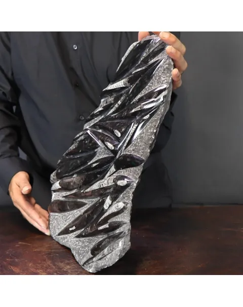 Lastra con Orthoceras Fossili
