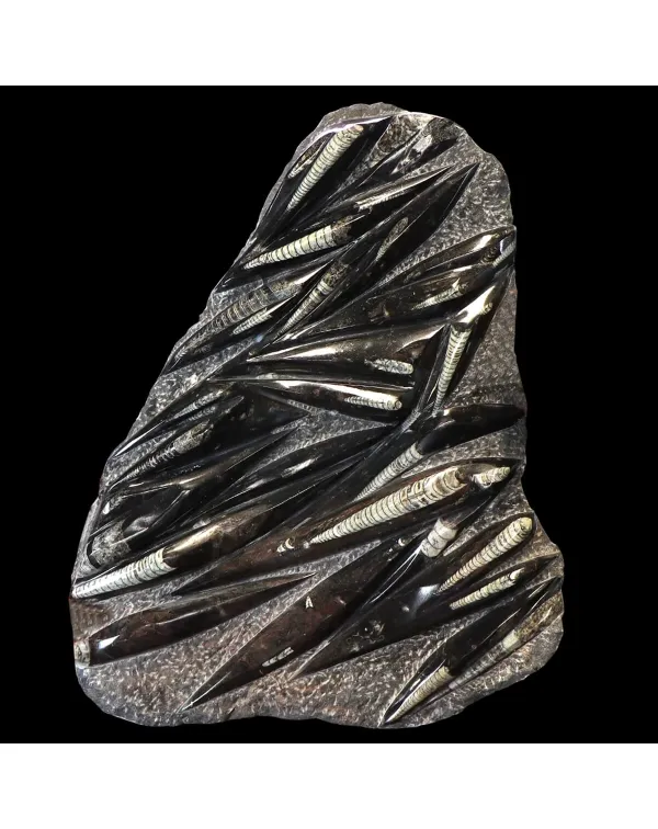 Lastra con Orthoceras Fossili