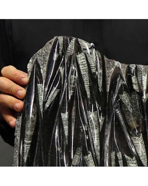 Lastra con Orthoceras Fossili