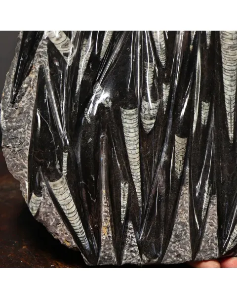 Lastra con Orthoceras Fossili