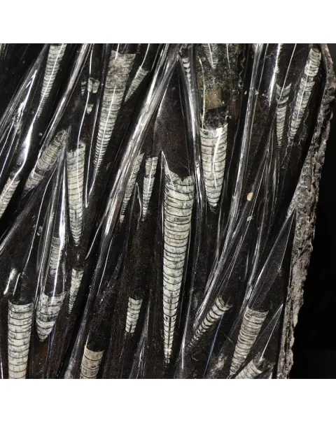 Lastra con Orthoceras Fossili