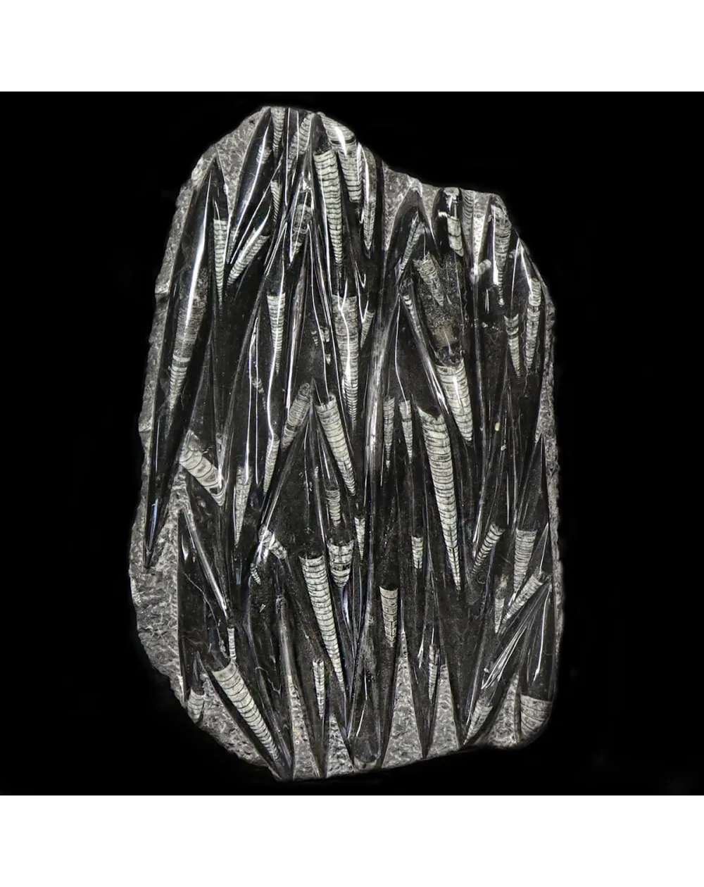 Lastra con Orthoceras Fossili