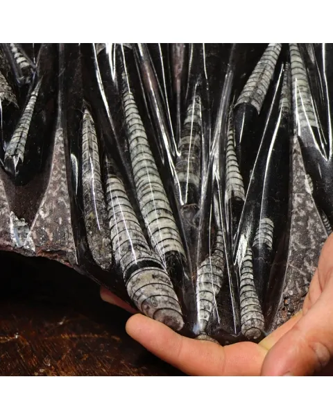 Lastra con Orthoceras Fossili