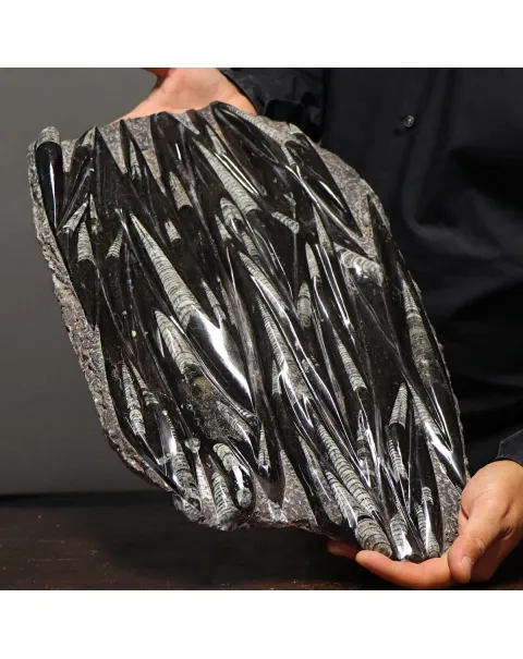 Lastra con Orthoceras Fossili