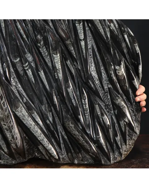 Lastra con Orthoceras Fossili