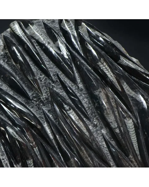 Lastra con Orthoceras Fossili
