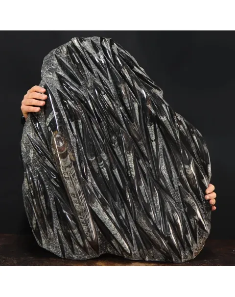 Lastra con Orthoceras Fossili