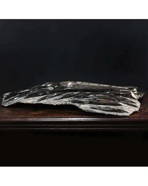 Lastra con Orthoceras Fossili