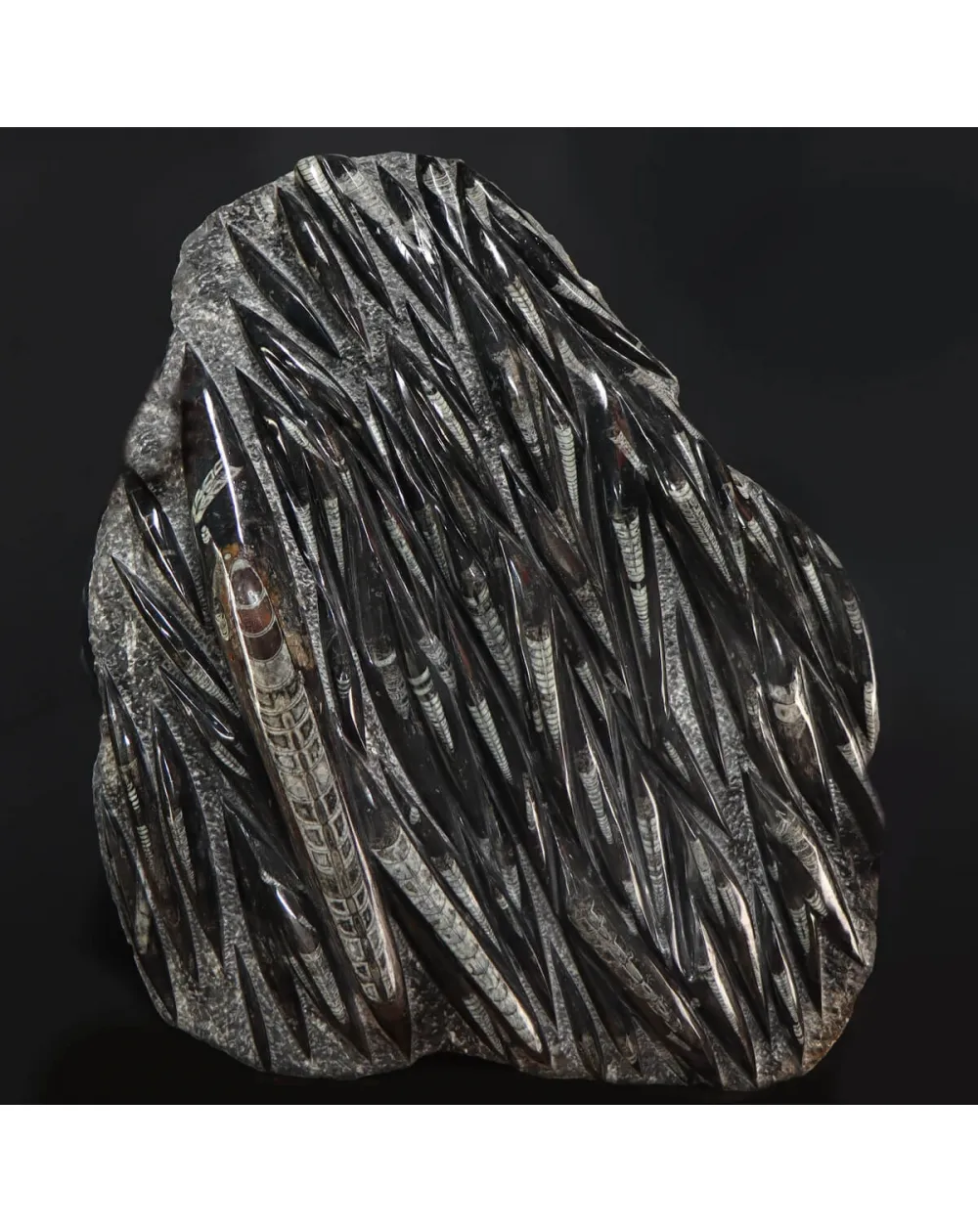 Lastra con Orthoceras Fossili
