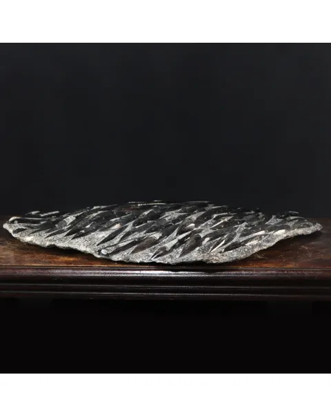 Lastra con Orthoceras Fossili
