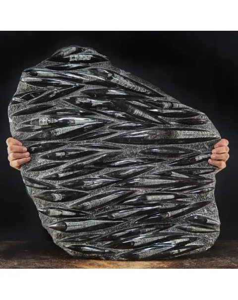 Lastra con Orthoceras Fossili