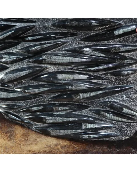 Lastra con Orthoceras Fossili