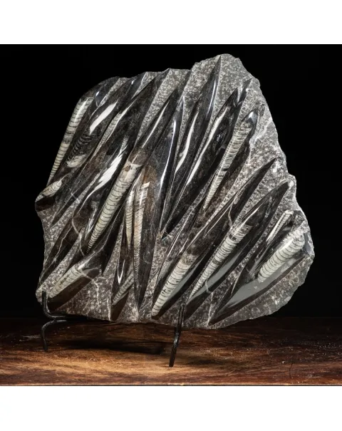 Lastra con Orthoceras Fossili