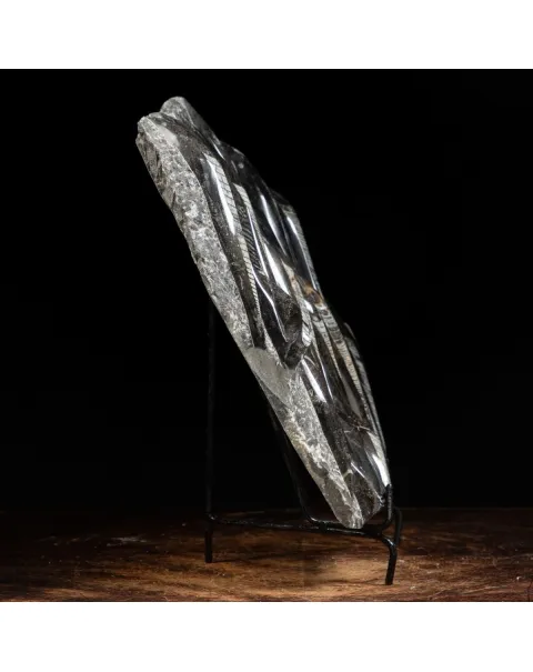 Lastra con Orthoceras Fossili