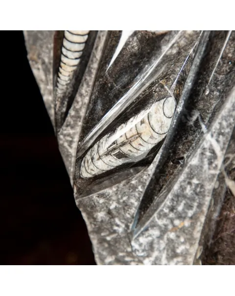 Lastra con Orthoceras Fossili