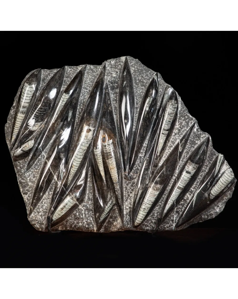Lastra con Orthoceras Fossili