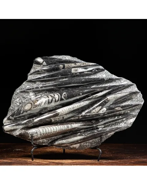 Lastra con Orthoceras Fossili