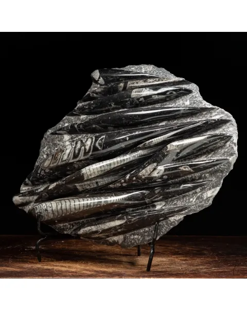 Lastra con Orthoceras Fossili