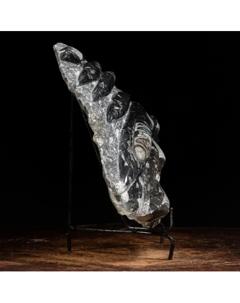 Lastra con Orthoceras Fossili